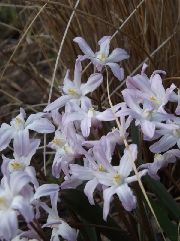  photo chionodoxa-carex_zps7939011e.jpg